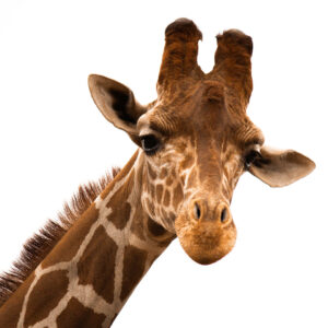 Image courtesy of Southland Safari