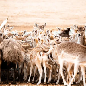 Image courtesy of Southland Safari